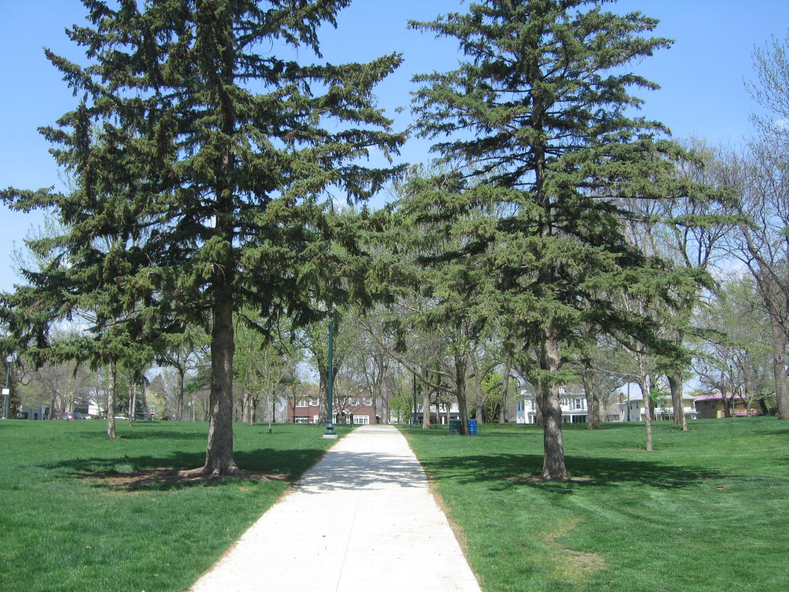 The walk under the spruces, 2010.